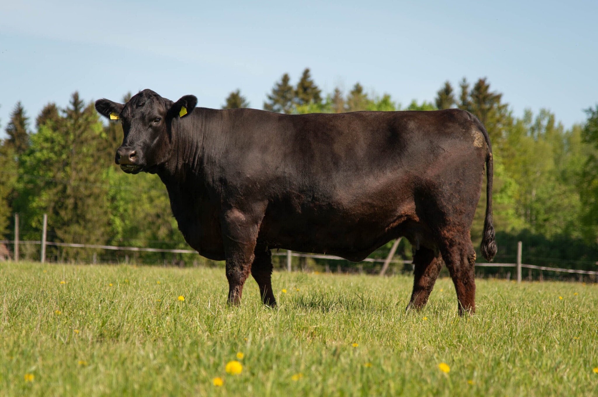 Angus banner