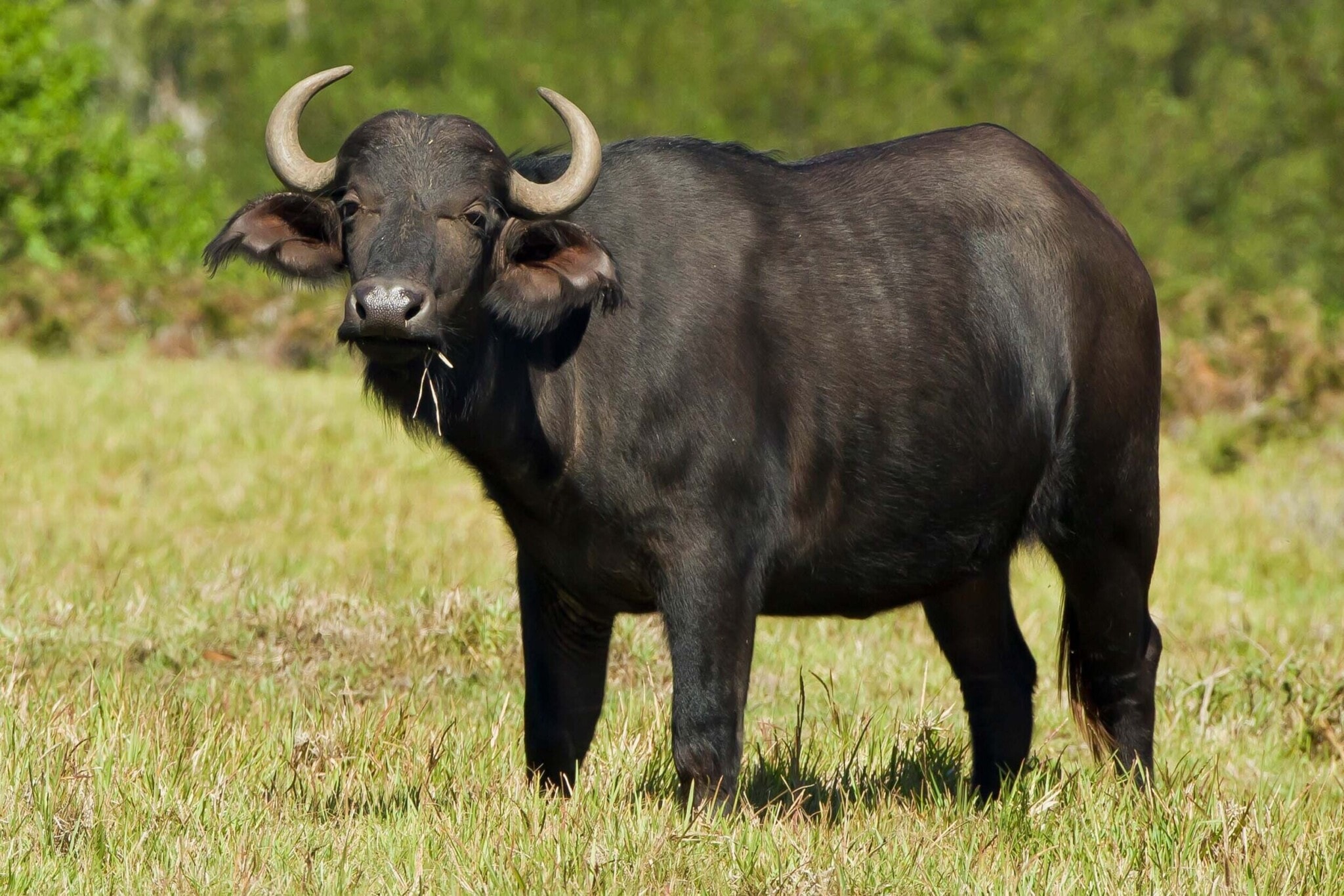 Buffalo banner