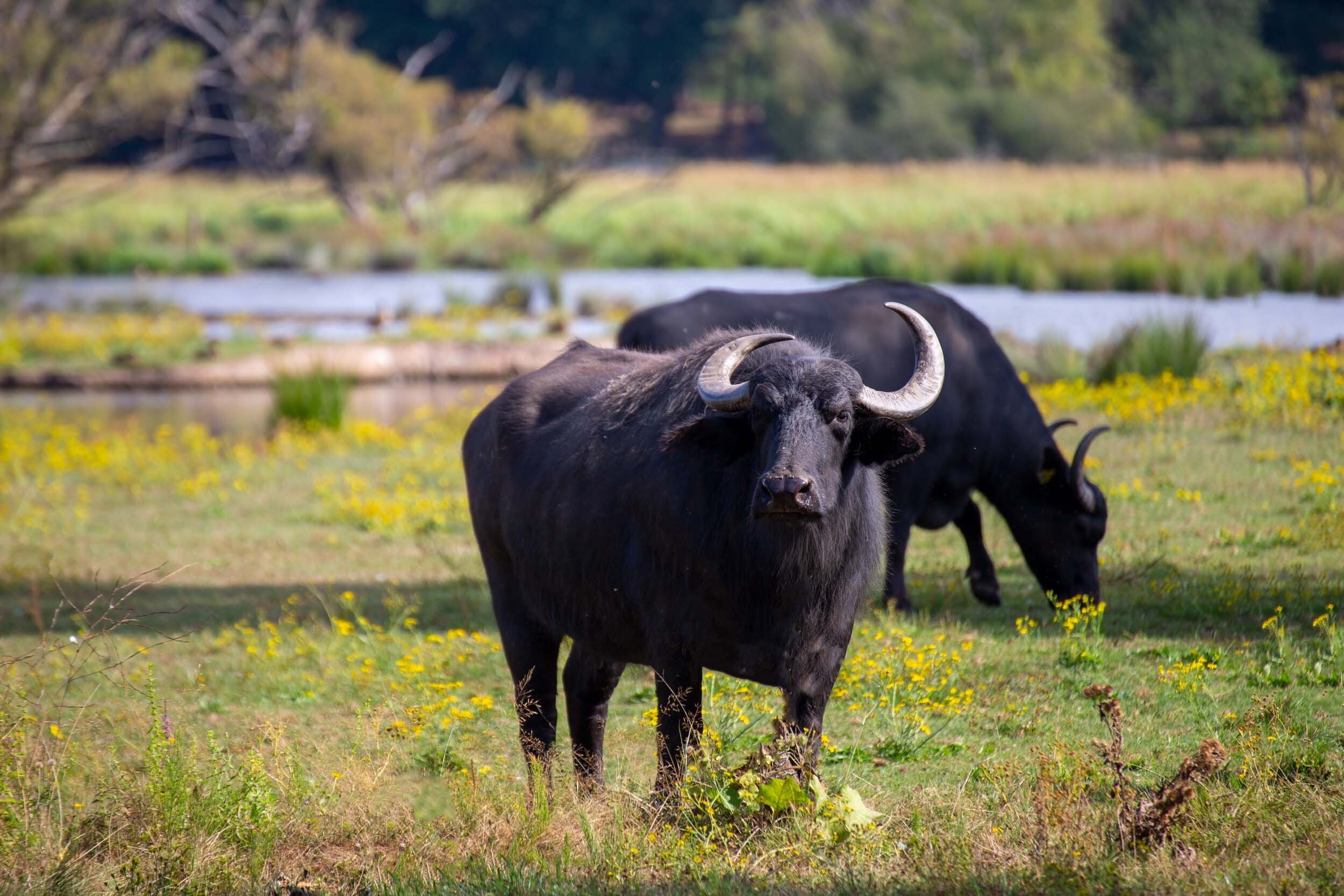 Buffalo detail 1
