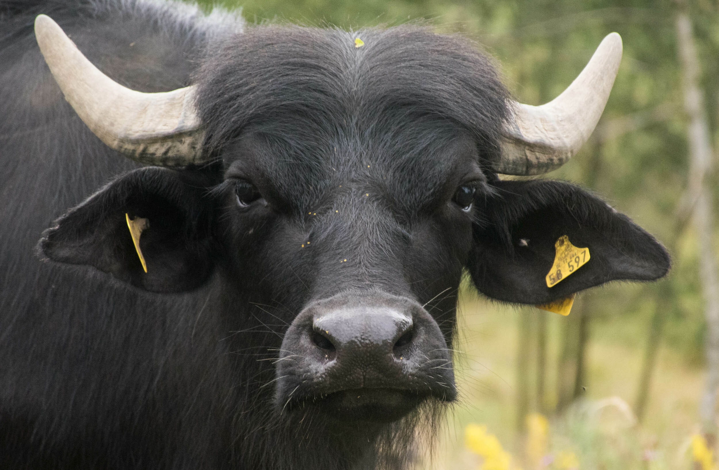 Buffalo detail 3