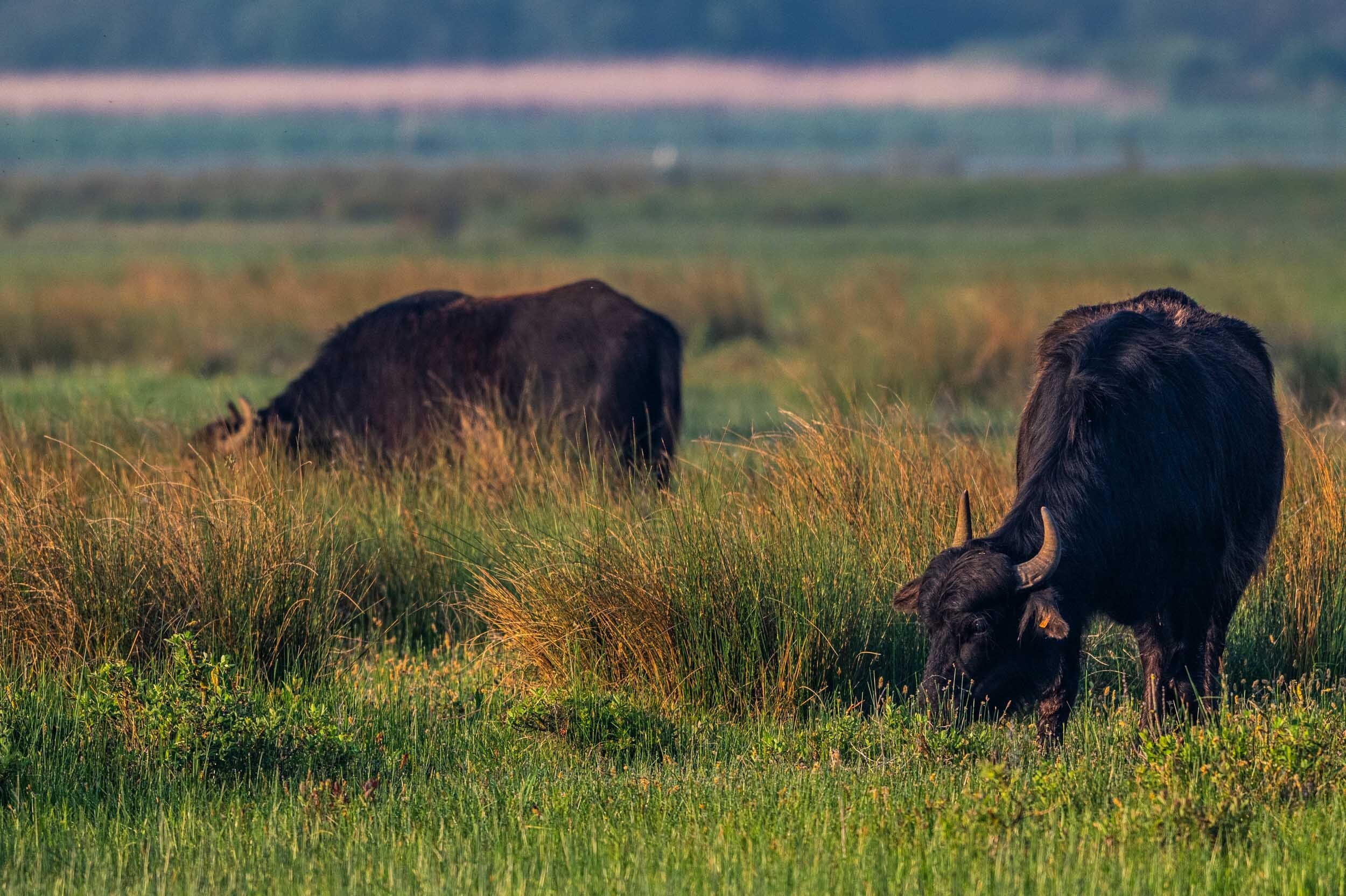 Buffalo detail 4