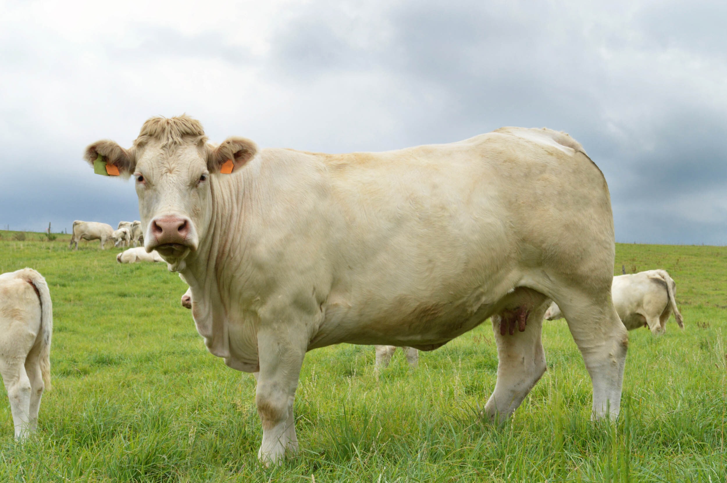 Charolais banner
