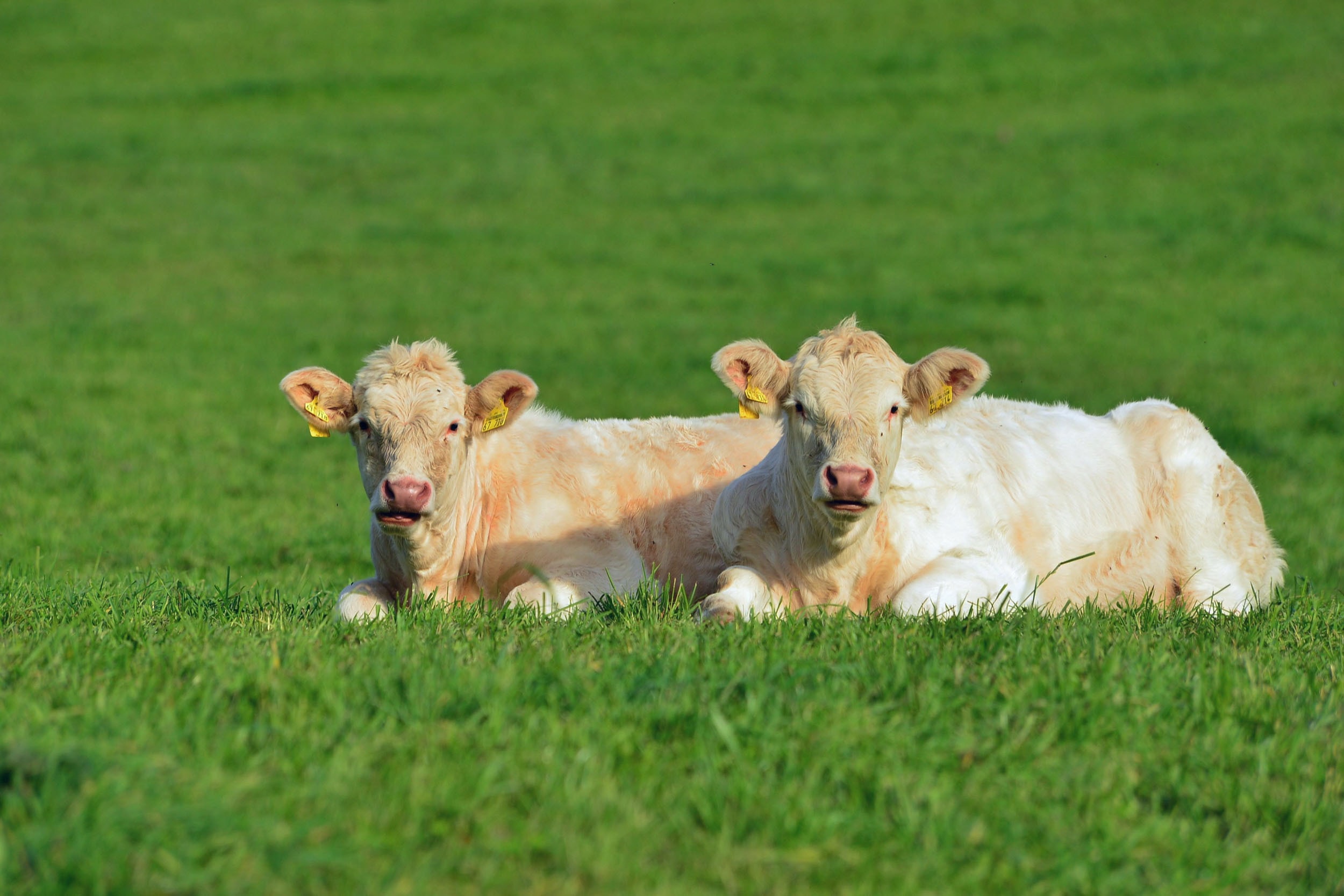 Charolais detail 3