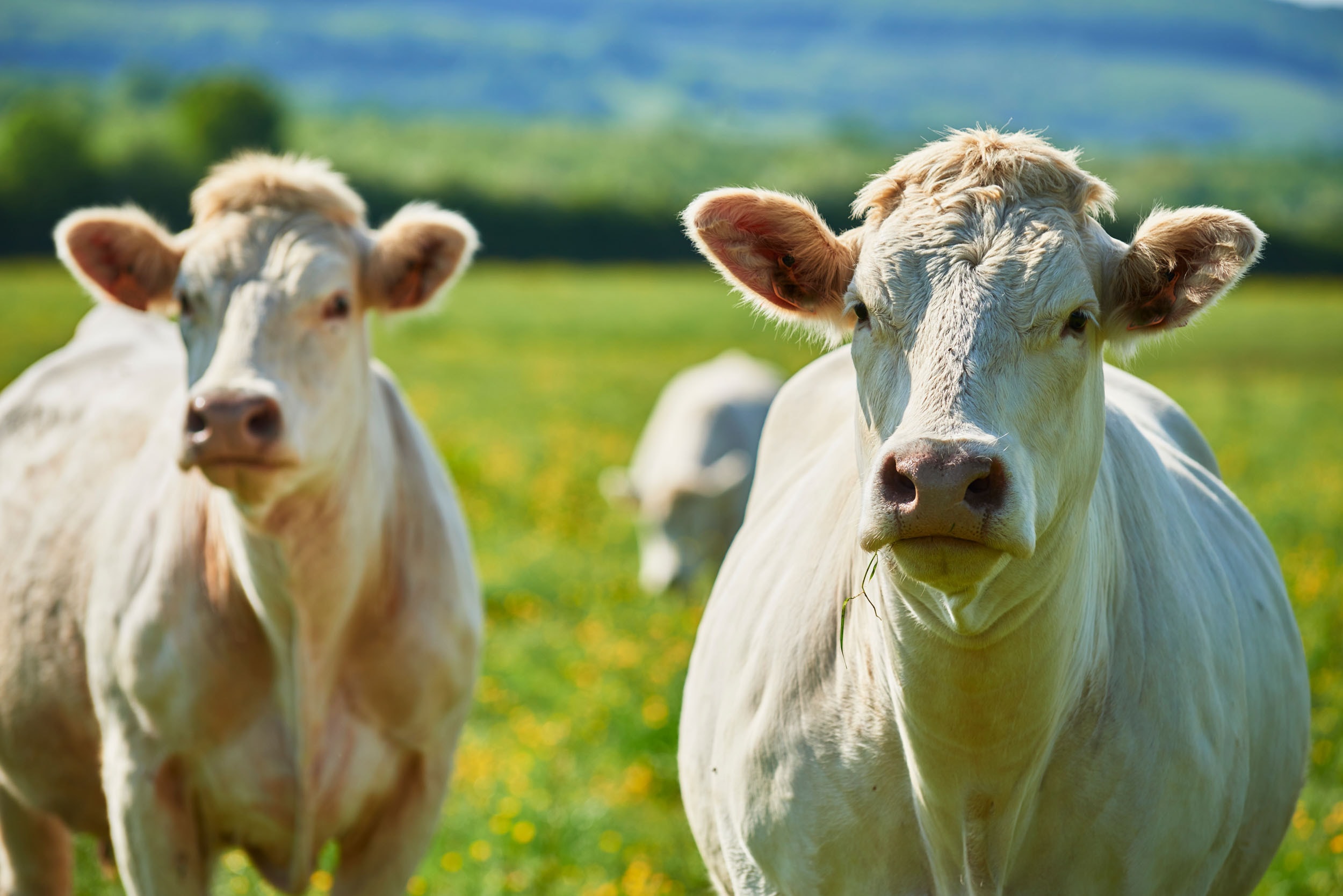 Charolais detail 4
