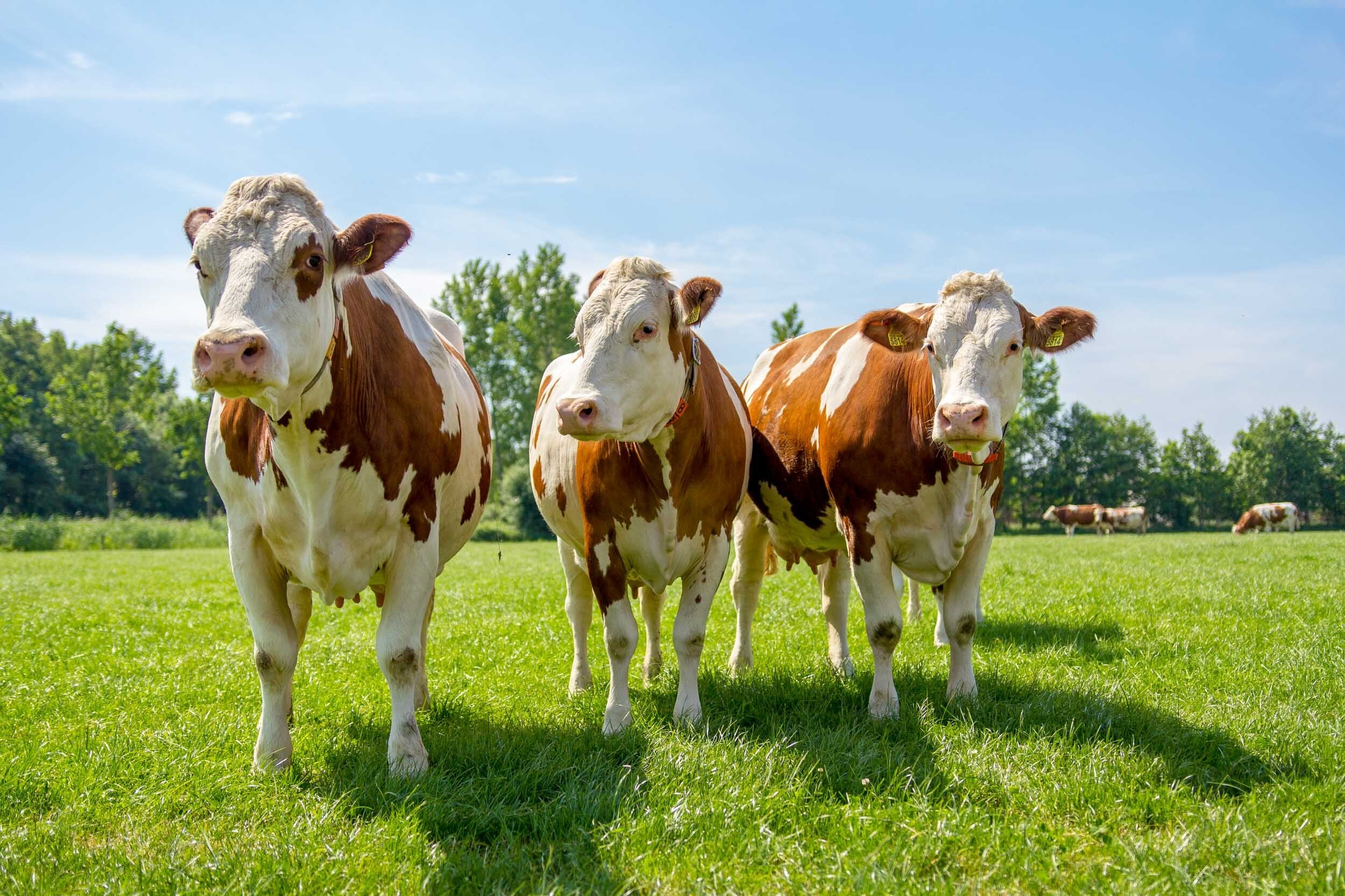 Simmental detail 1
