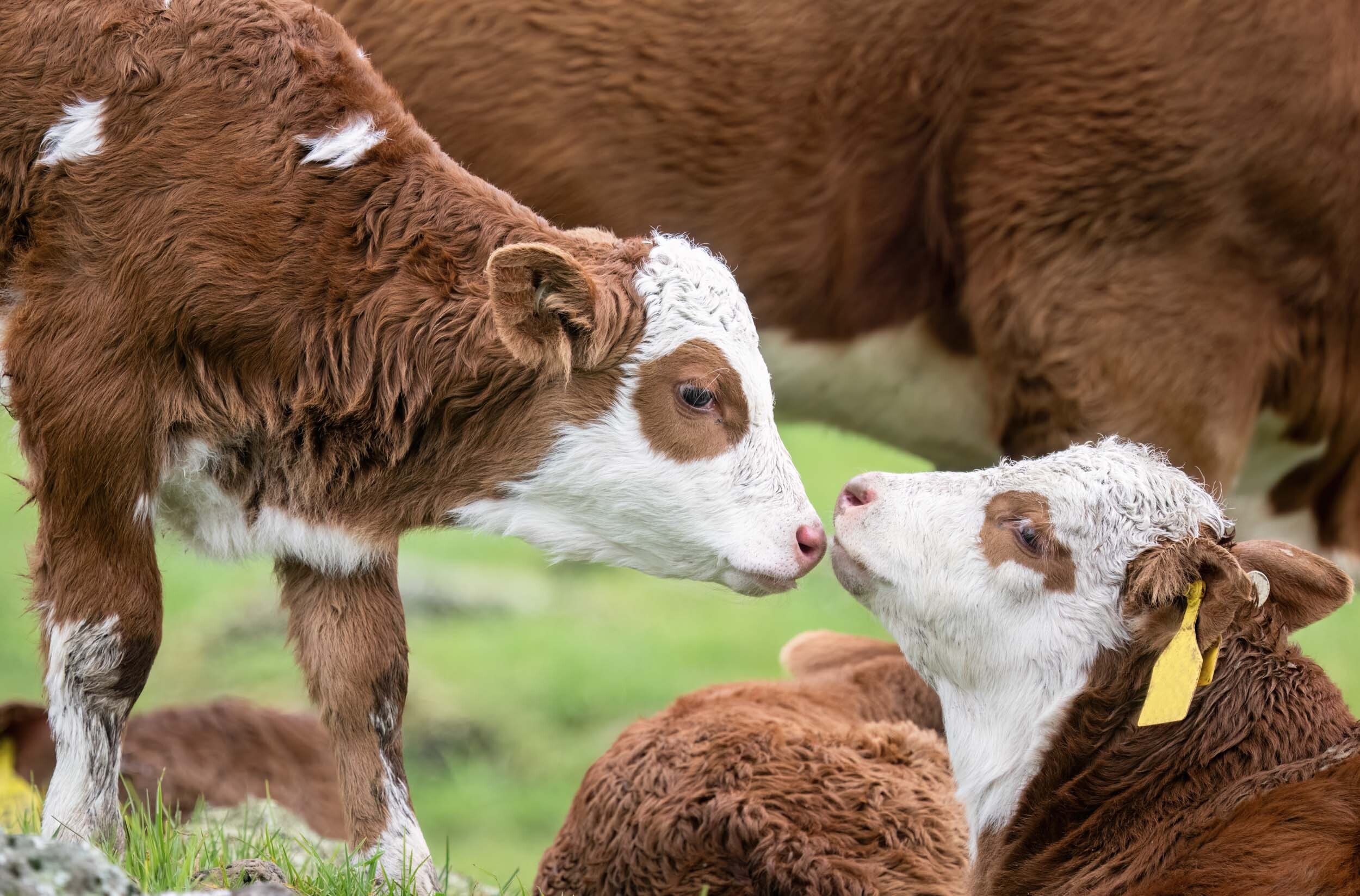Simmental detail 2