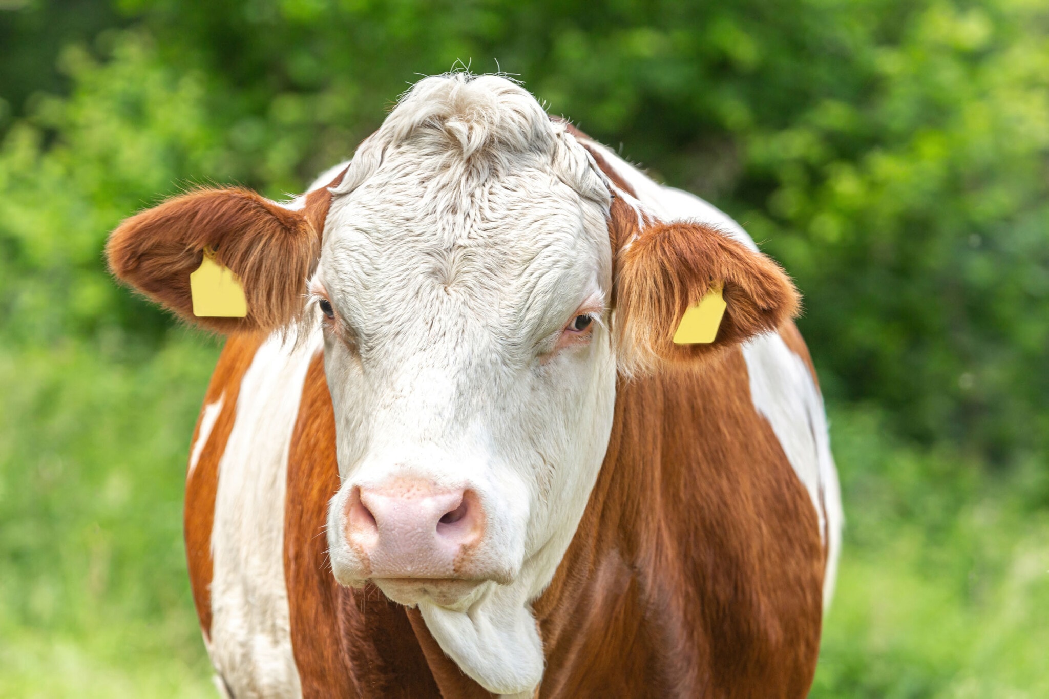 Simmental detail 3