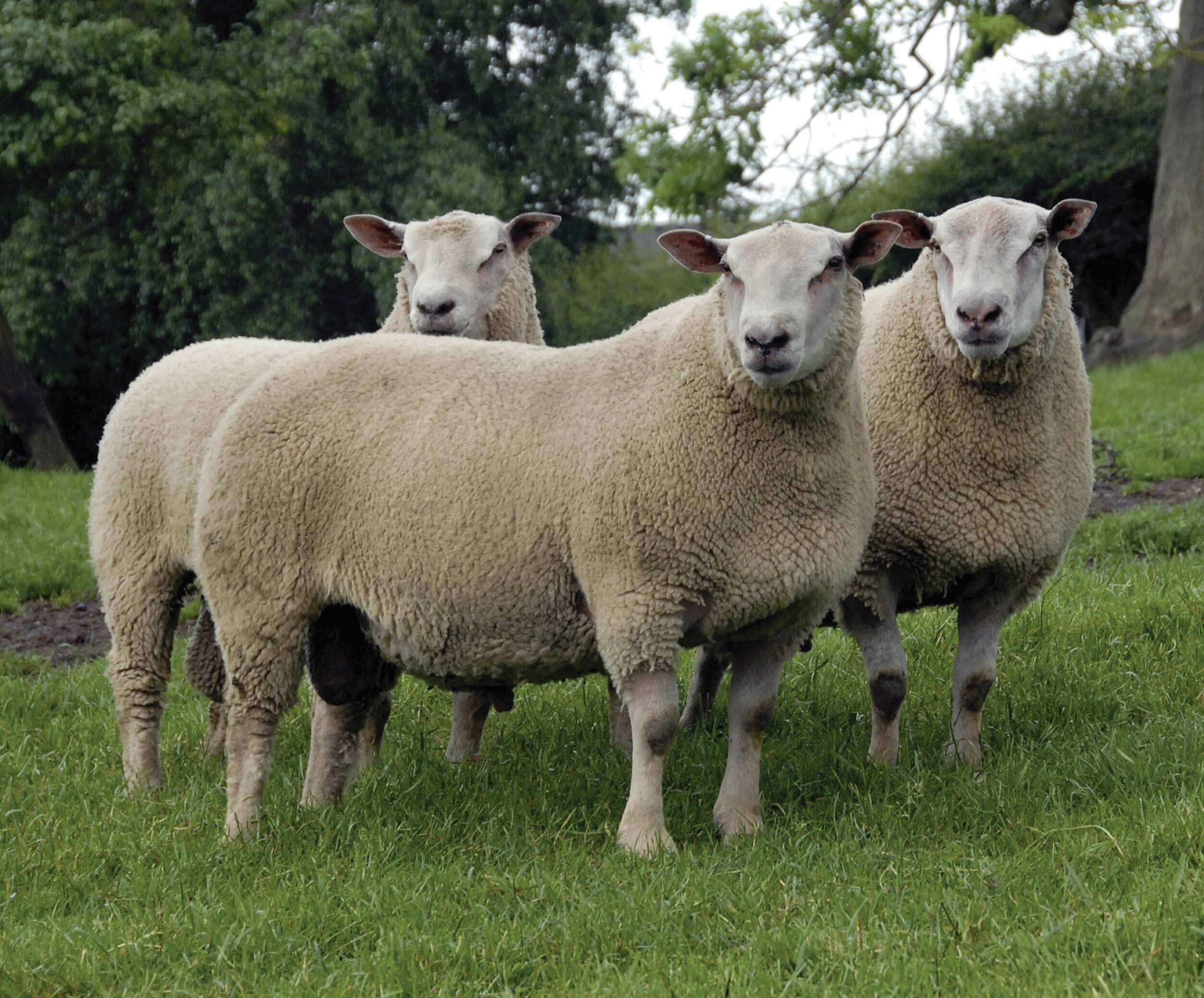 Charollais Sheep banner