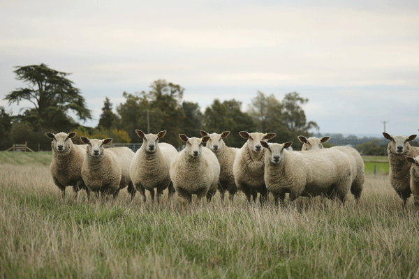 Charollais sheep detail 1