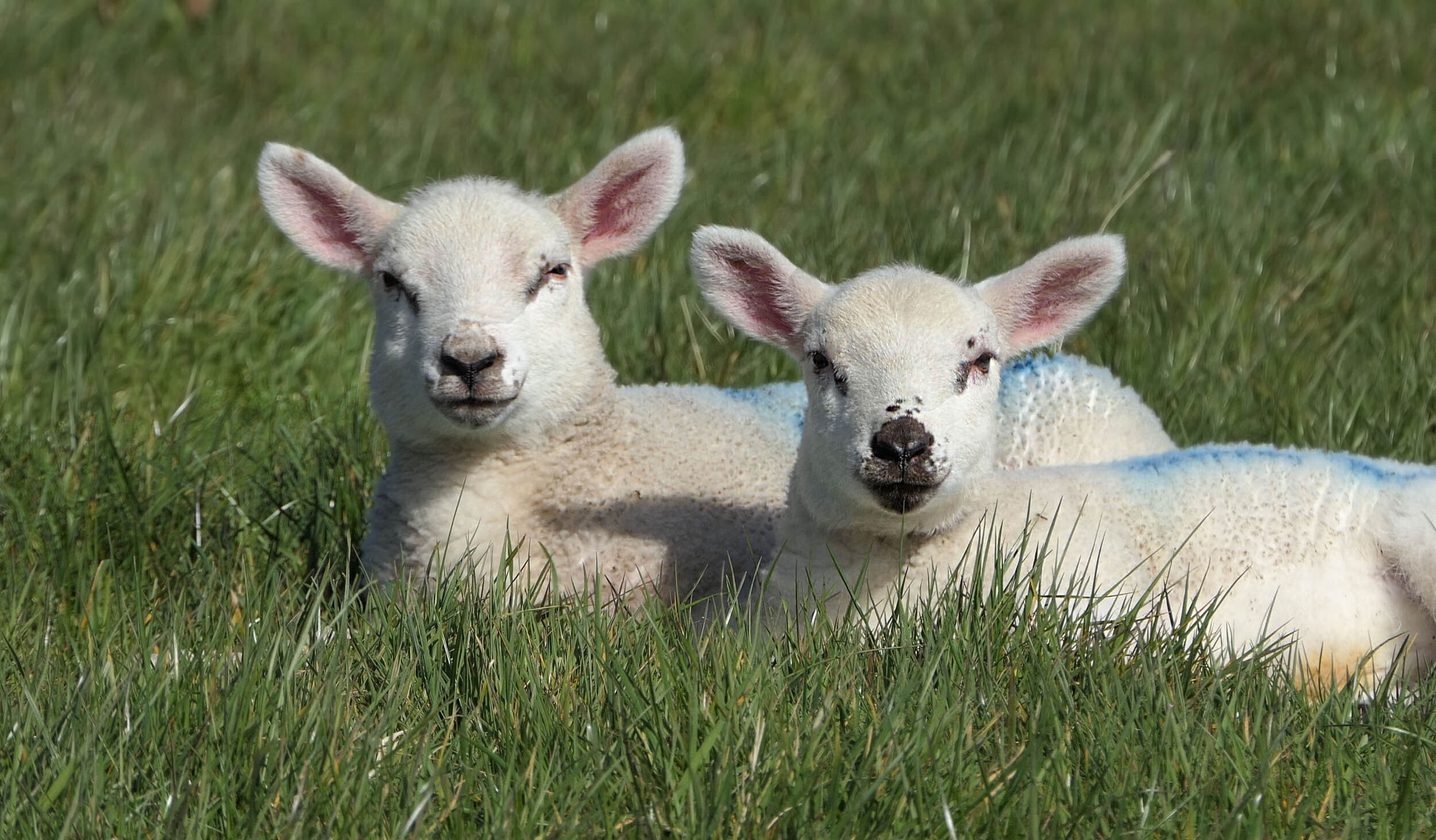 Charollais sheep detail 2