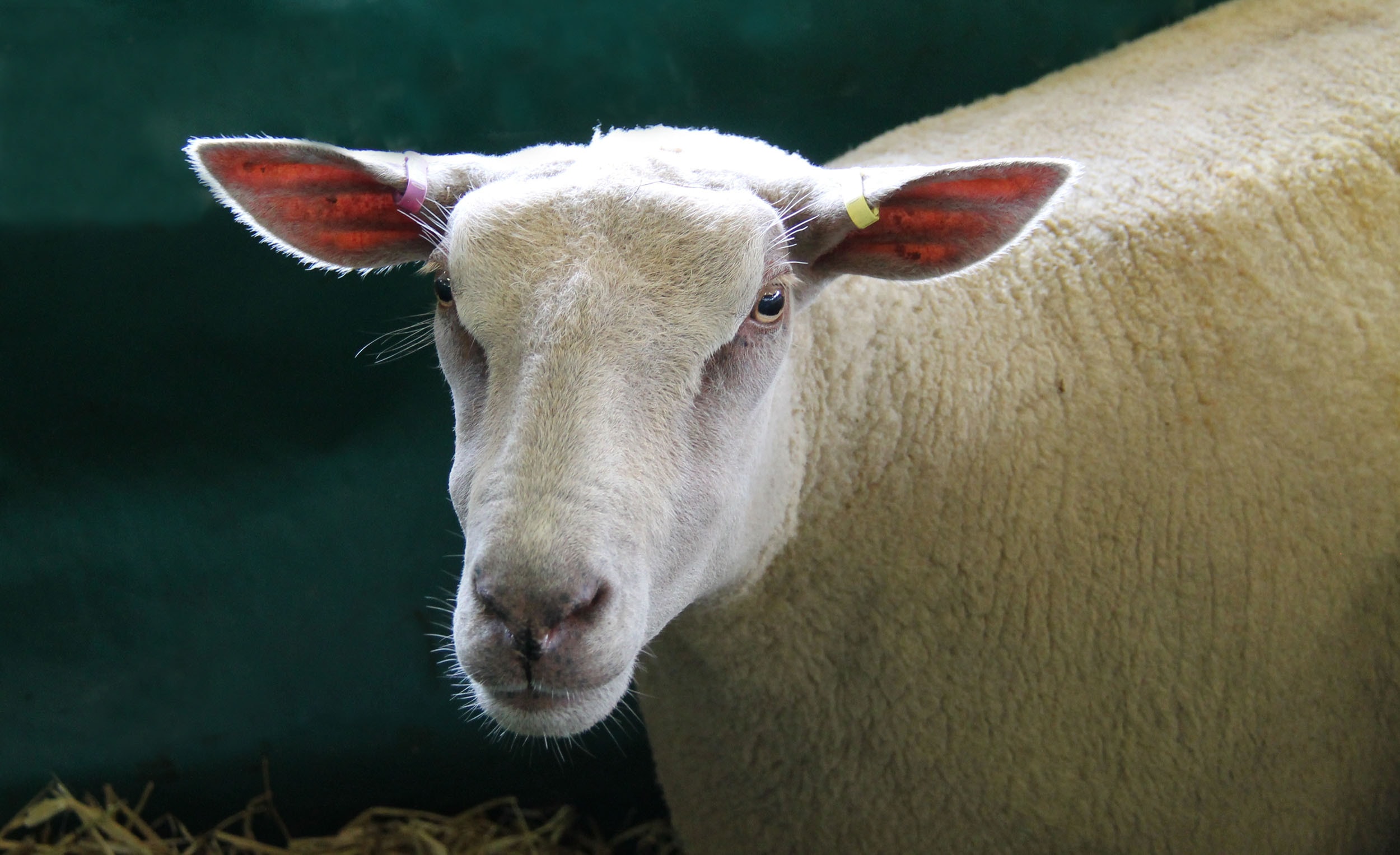 Charollais sheep detail 4