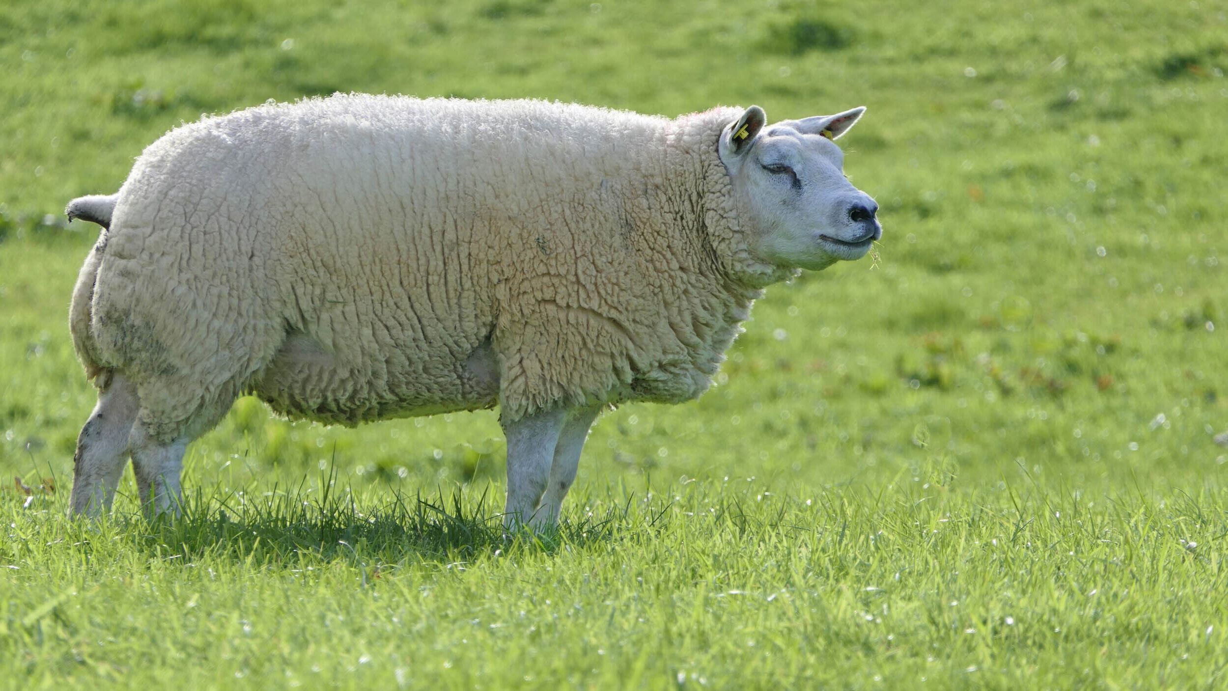 Texel banner