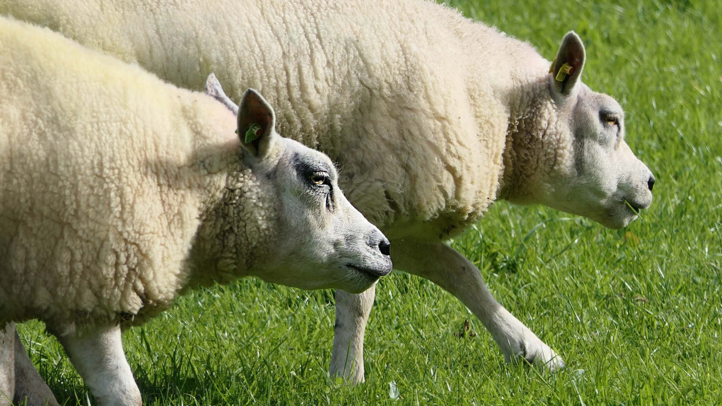 Texel detail 2