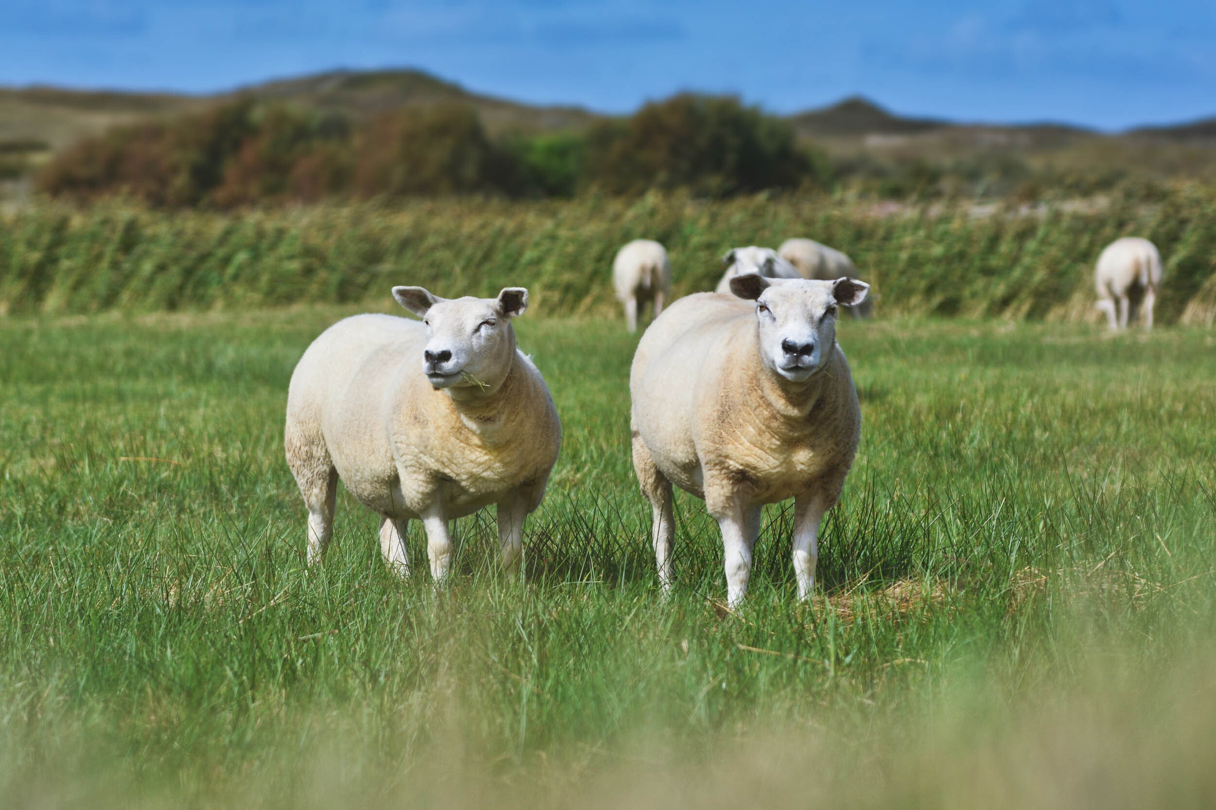 Texel detail 3