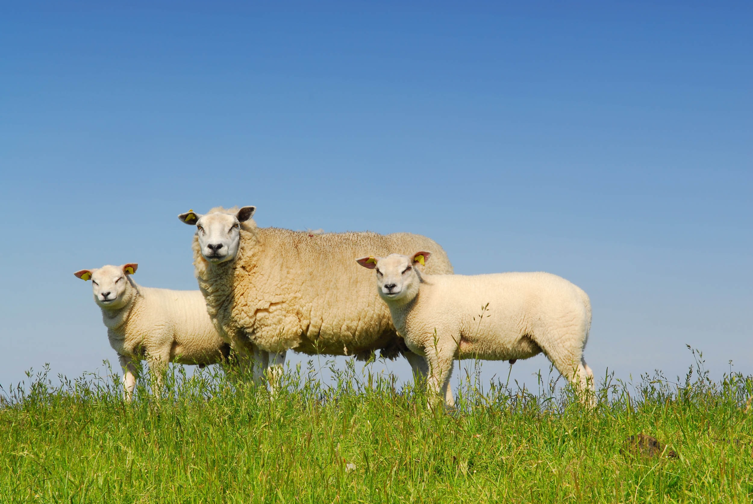 Texel detail 4
