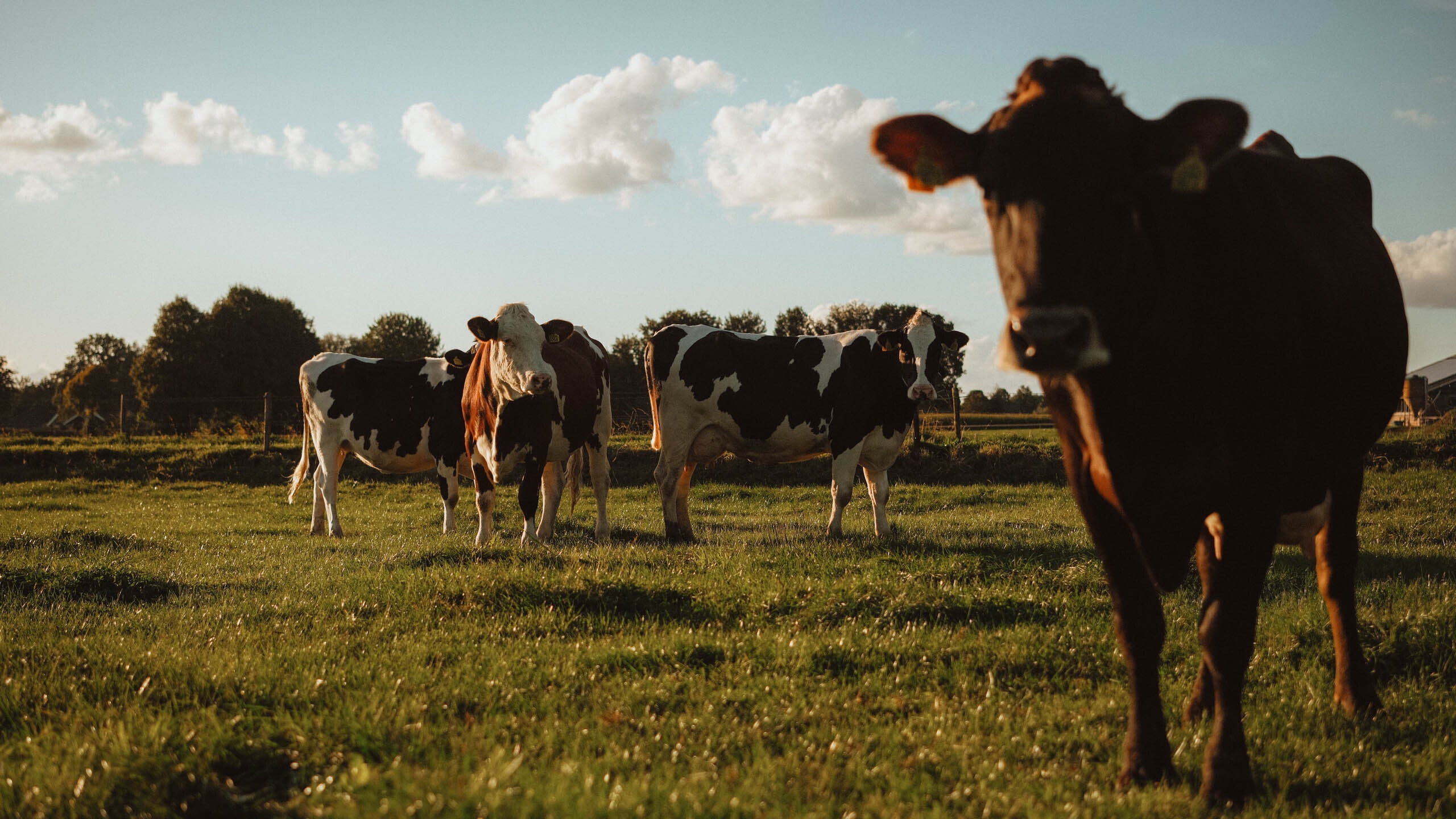 Cattle footer LR