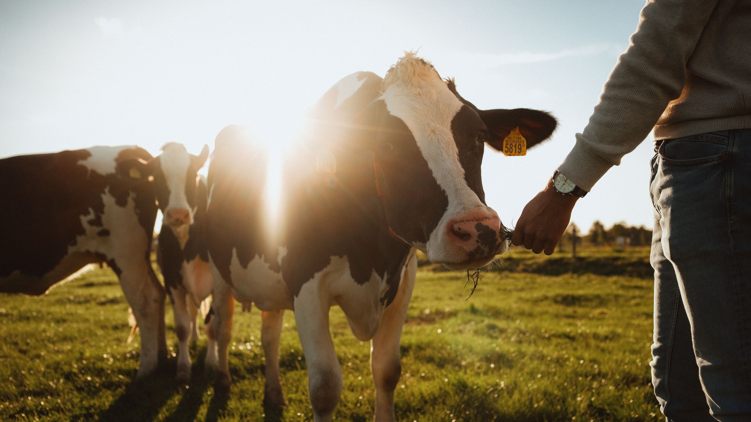 Cattle header LR
