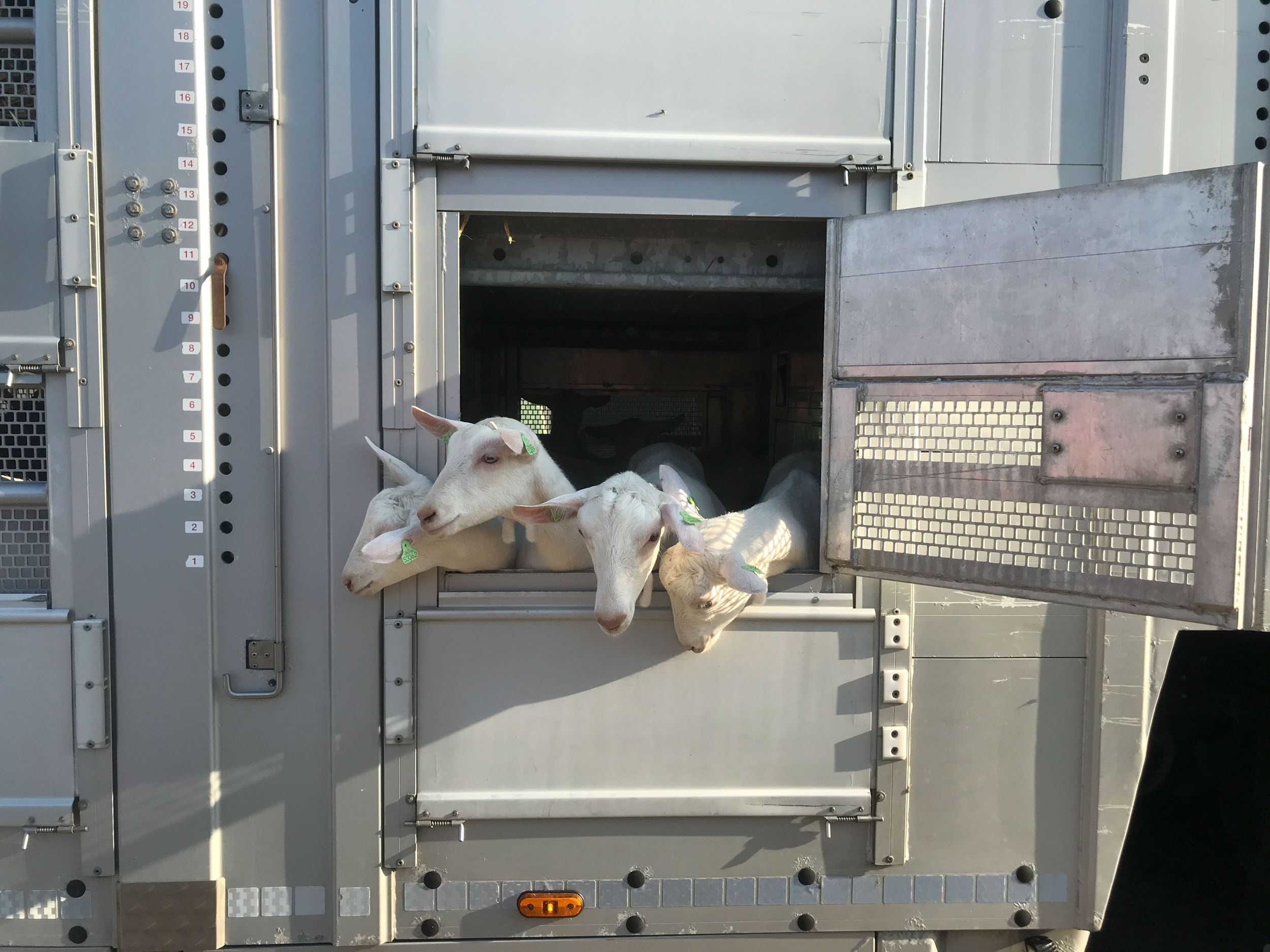 Goats detail