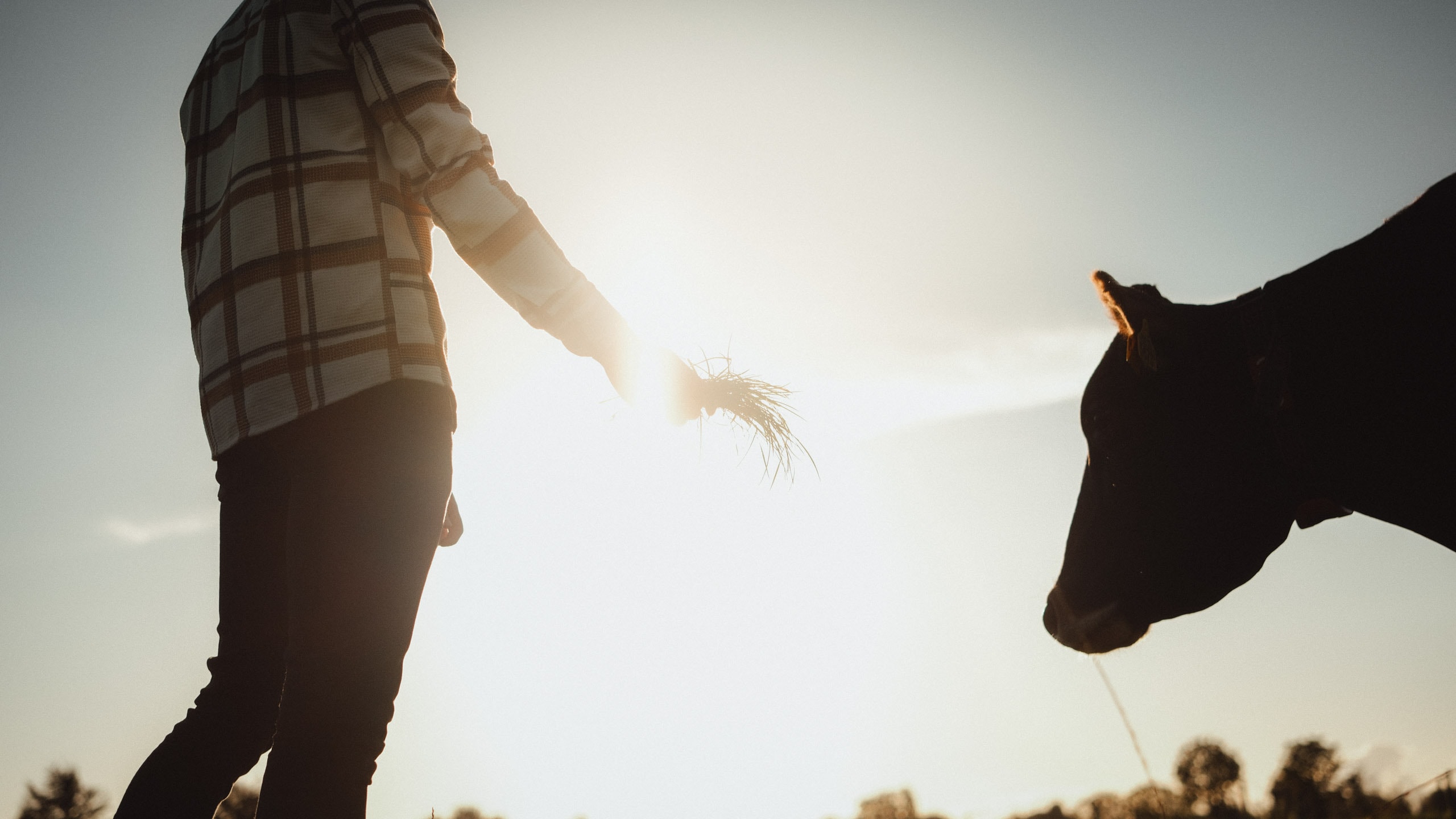 Livestock header LR