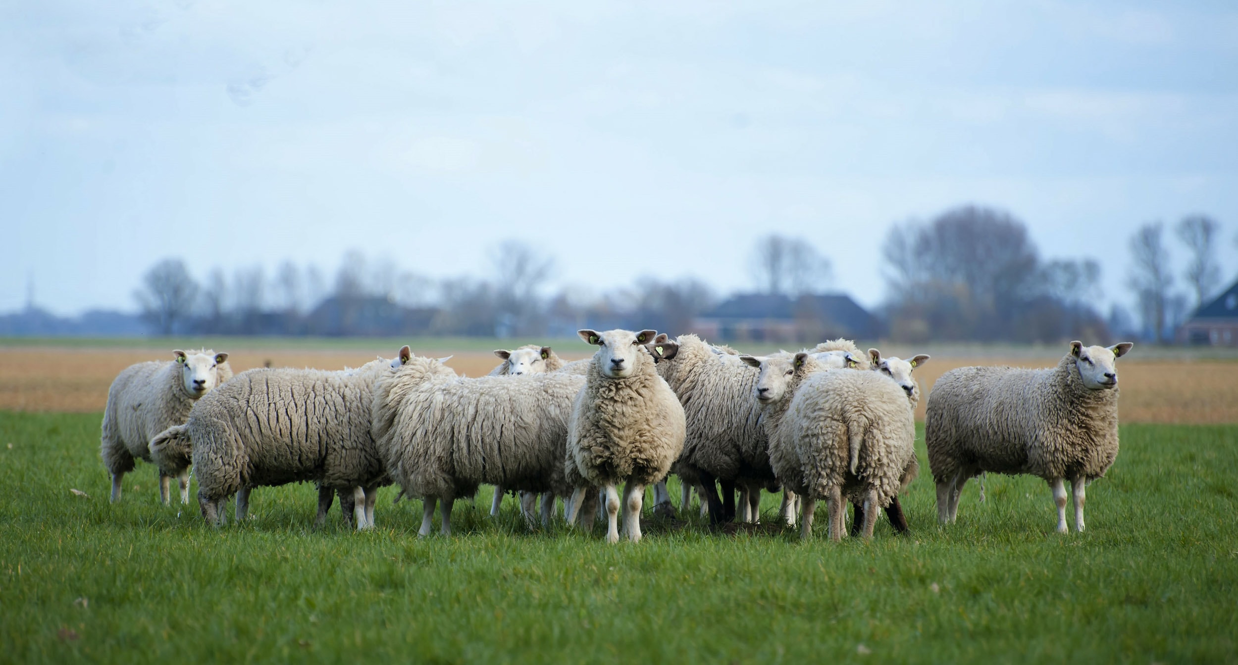 Sheep header