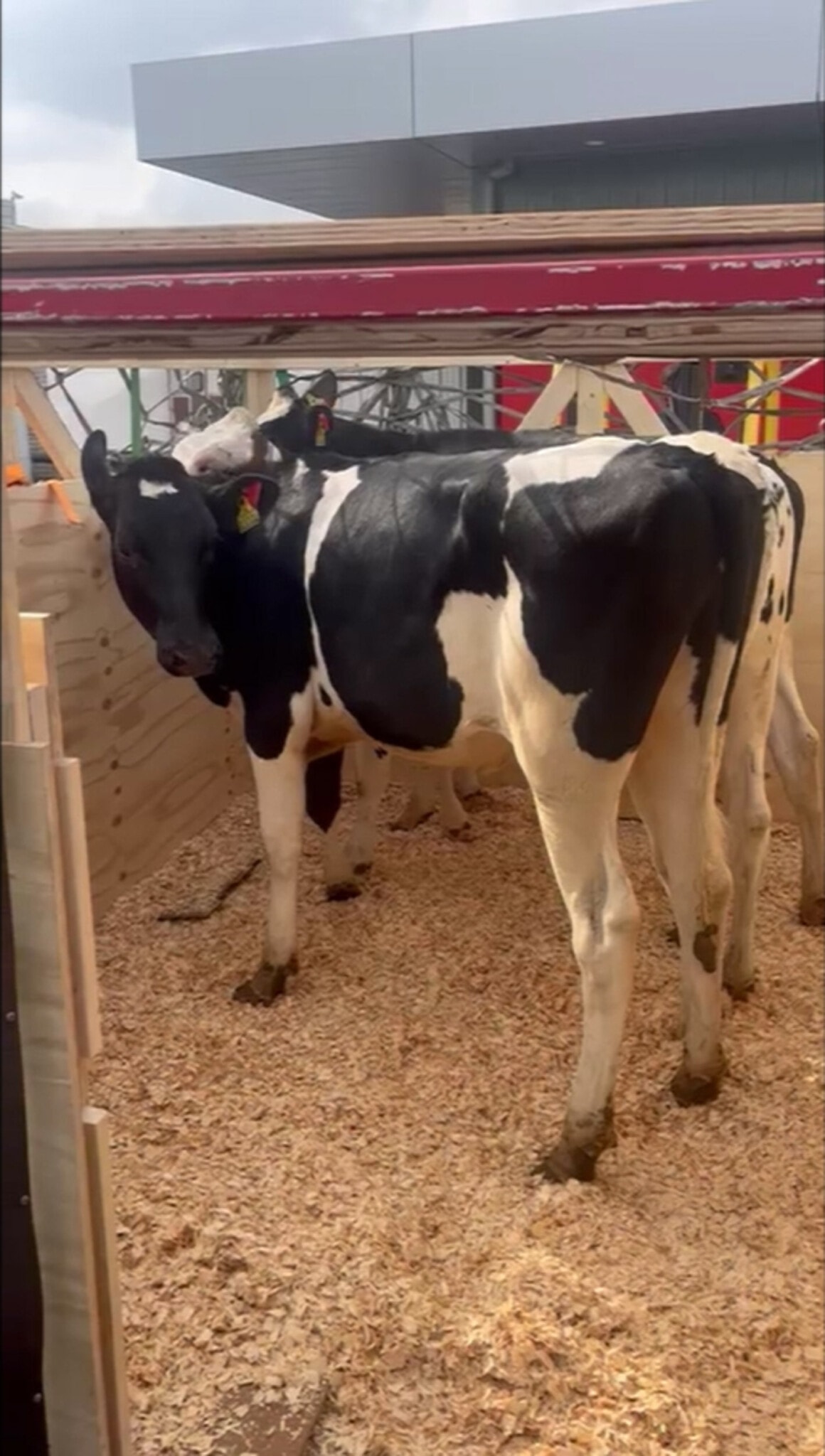 Nigeria Holstein Cattle in crate