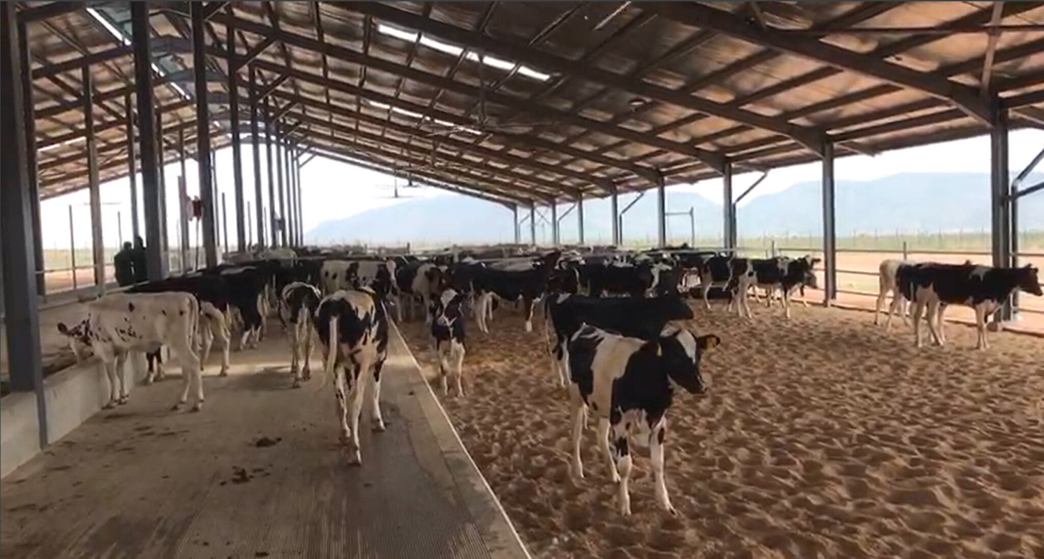 Nigeria Holstein Destination