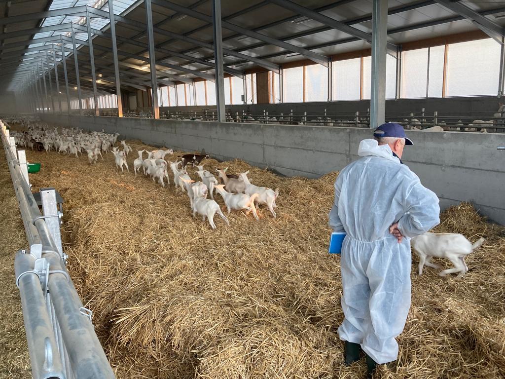 Saanen dairy goats to Poland | globifield