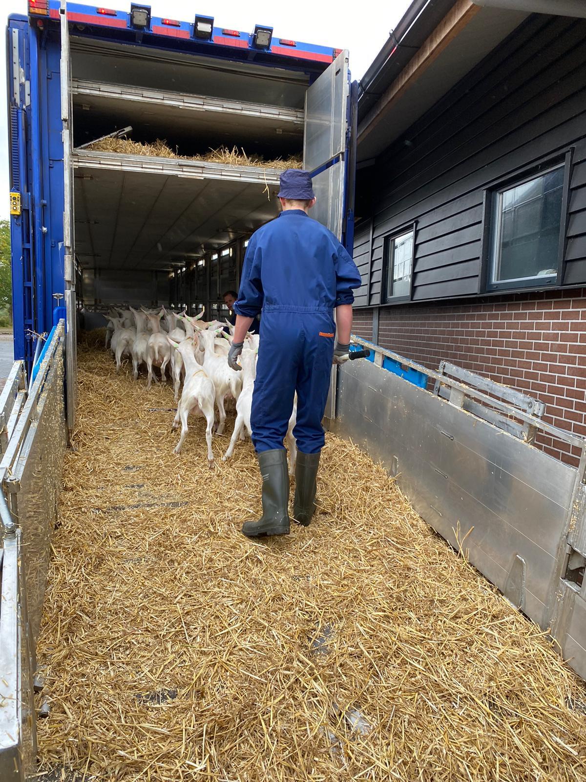 Poland Saanen Loading balkbrug